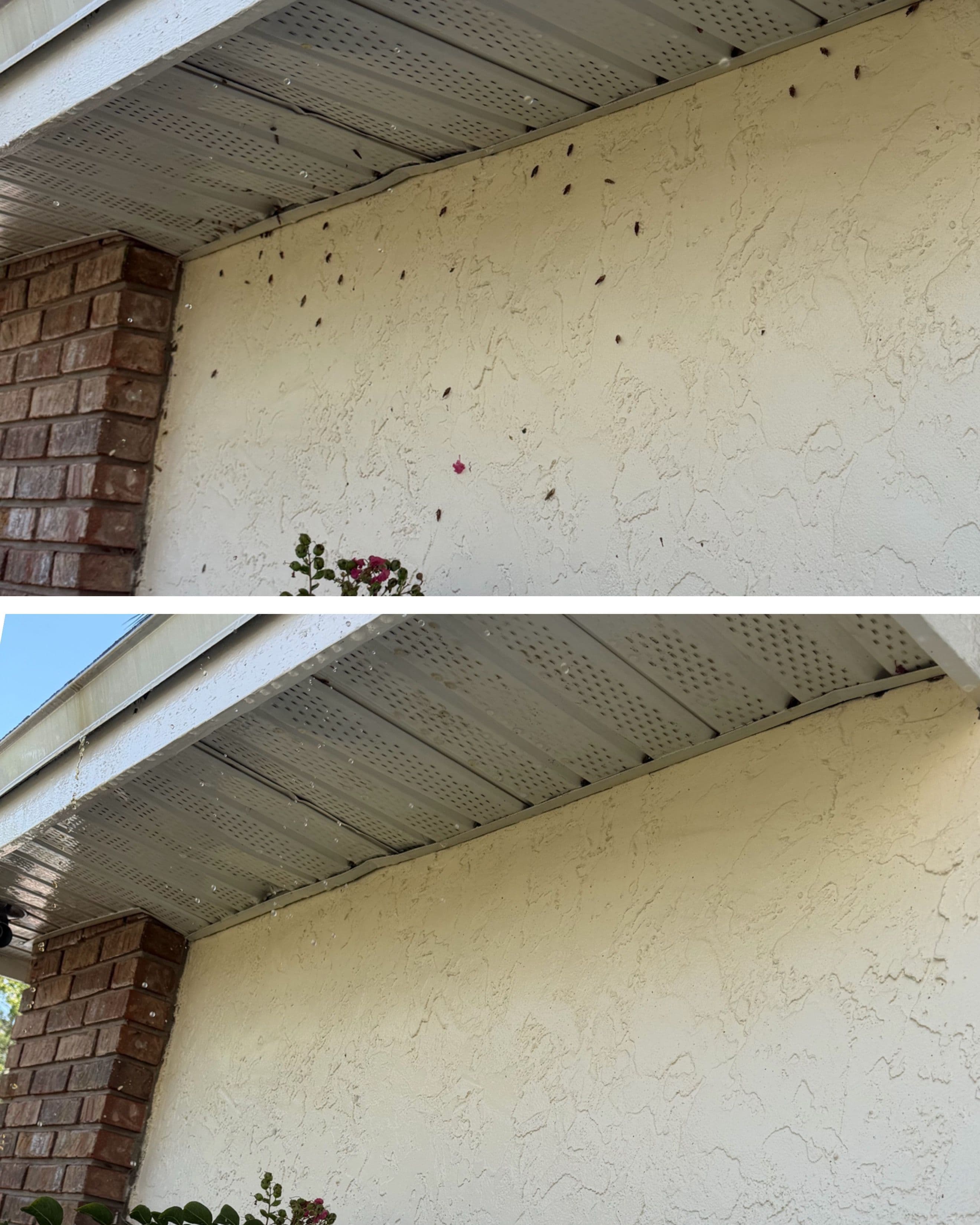 Project Bagworm Cocoon Removal and House Wash in Oviedo image